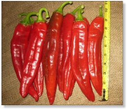 Hatch Big Jim Legacy Chile Pepper Seed