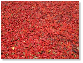 Hatch Sandia Chile Pepper Seed