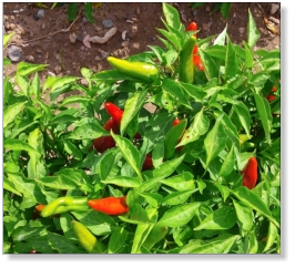 Mira Sol Chile Pepper Seed