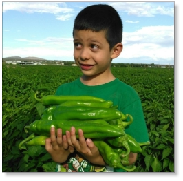 2011 World Record Big Jim Chile Pepper Seed