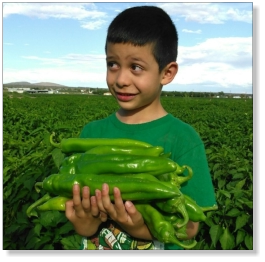 2011 World Record Big Jim Chile Pepper Seed