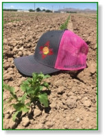 Chile Connection Hats