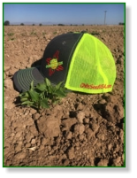 Chile Connection Hats
