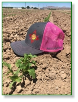 Chile Connection Hats