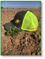 Chile Connection Hats