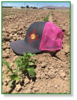 Chile Connection Hats